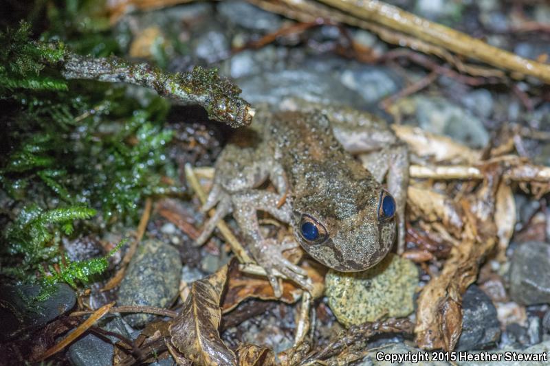 Western Tailed Frog (Ascaphus truei)