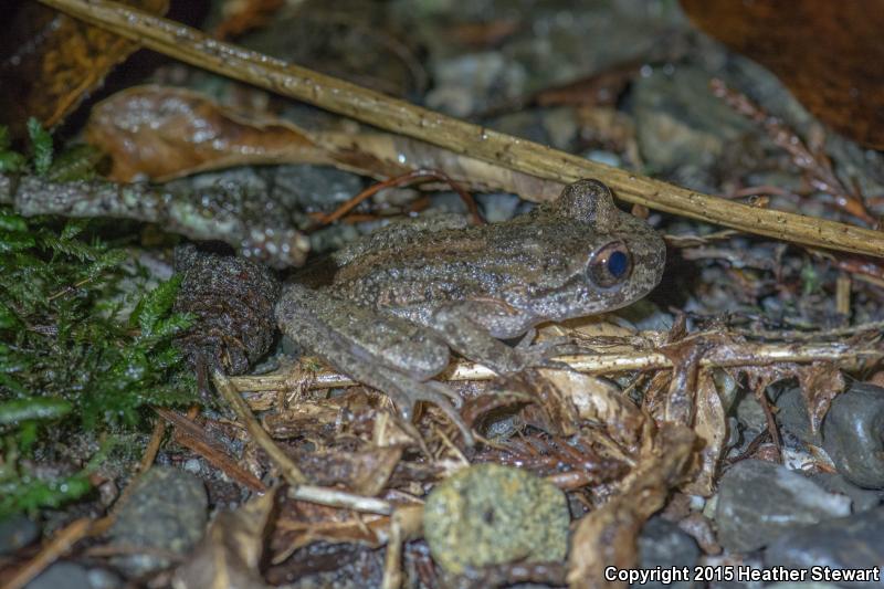 Western Tailed Frog (Ascaphus truei)