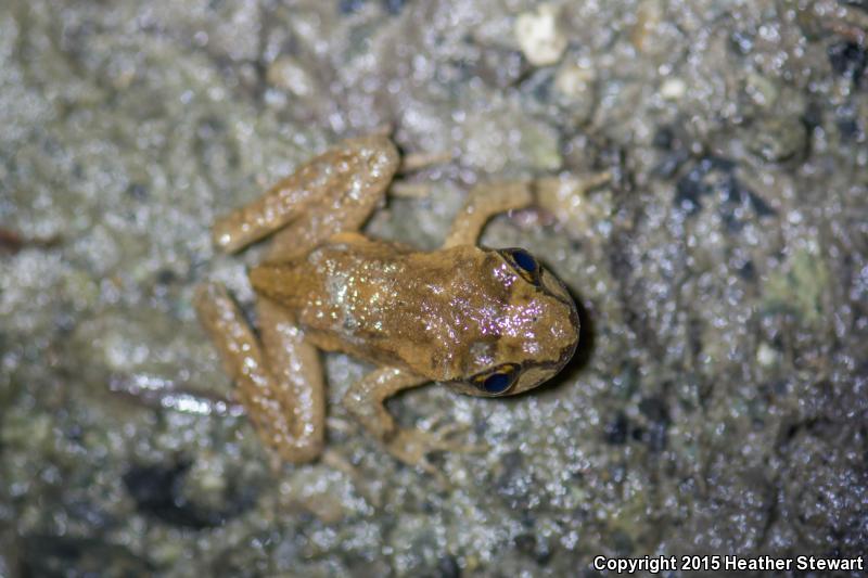 Western Tailed Frog (Ascaphus truei)