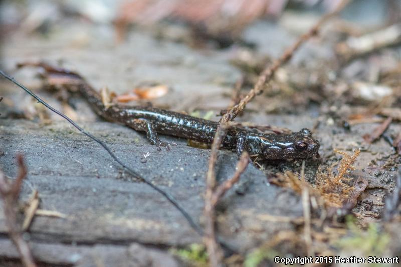 Clouded Salamander (Aneides ferreus)