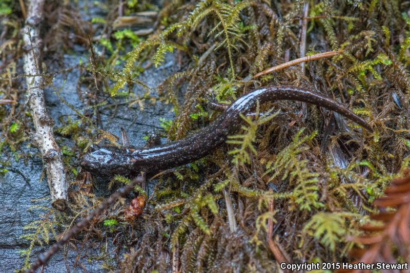 Clouded Salamander (Aneides ferreus)