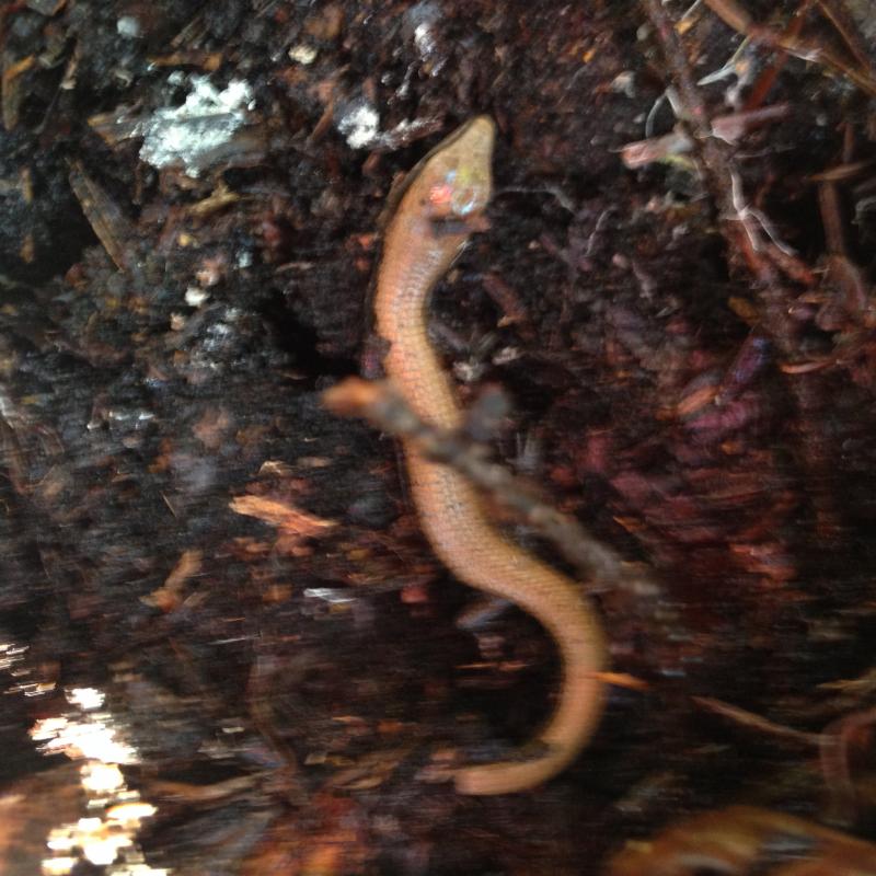 Oregon Alligator Lizard (Elgaria multicarinata scincicauda)