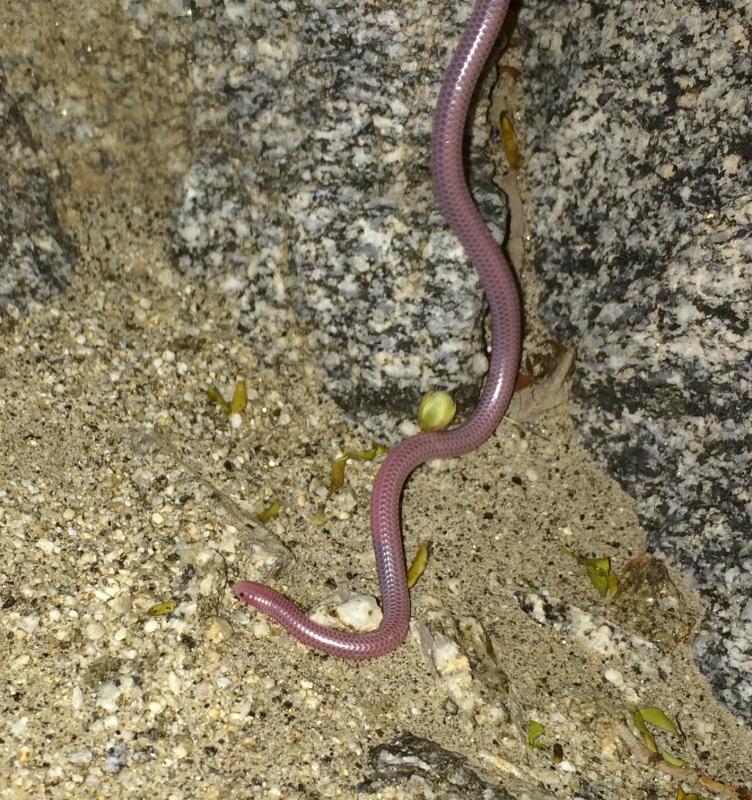 Desert Threadsnake (Leptotyphlops humilis cahuilae)