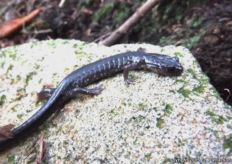 Wehrle's Salamander (Plethodon wehrlei)