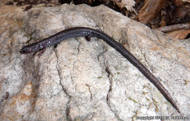 Valley And Ridge Salamander (Plethodon hoffmani)