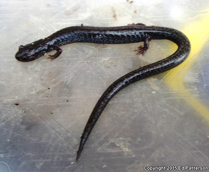 Valley And Ridge Salamander (Plethodon hoffmani)