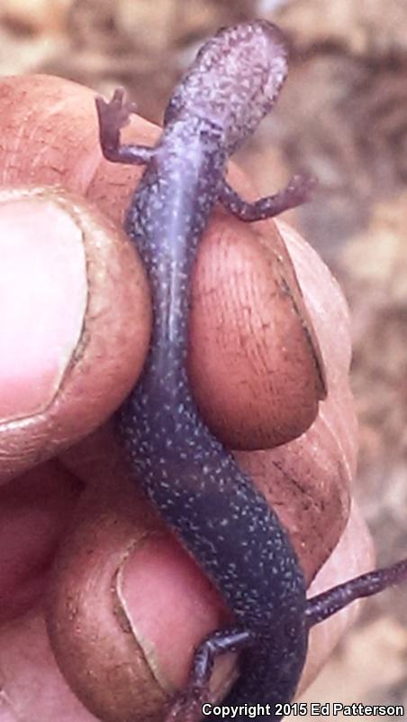 Valley And Ridge Salamander (Plethodon hoffmani)