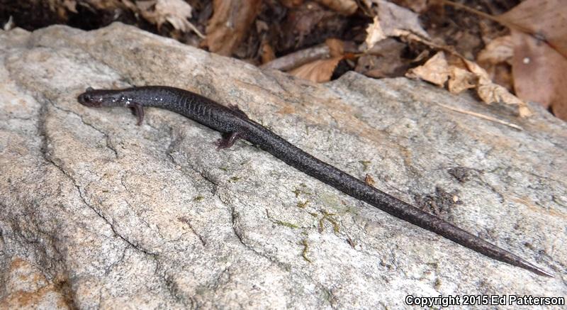 Valley And Ridge Salamander (Plethodon hoffmani)