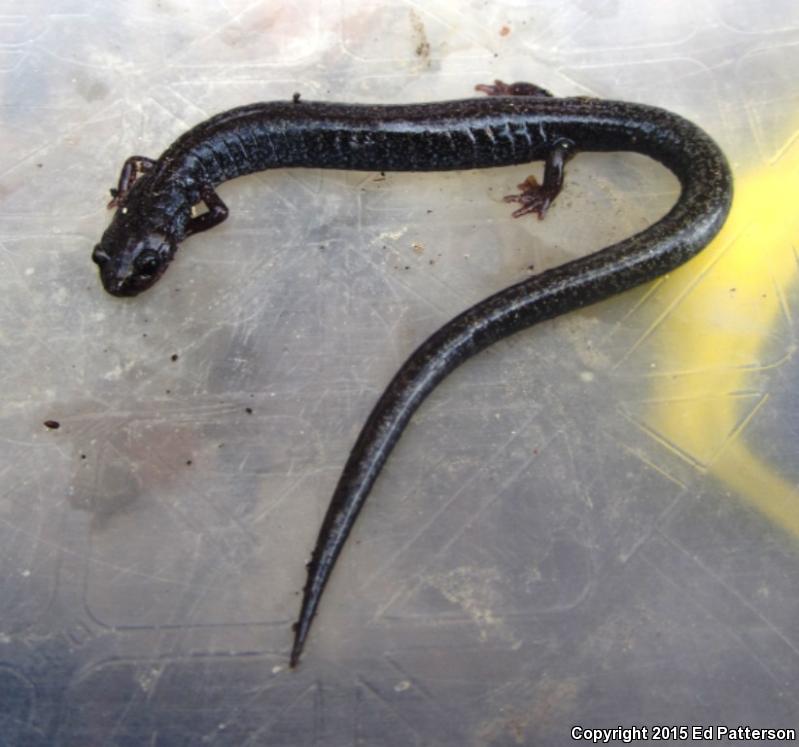 Valley And Ridge Salamander (Plethodon hoffmani)