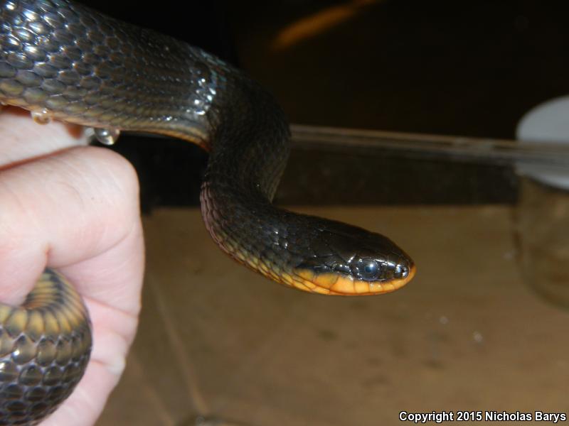 Gulf Crayfish Snake (Regina rigida sinicola)