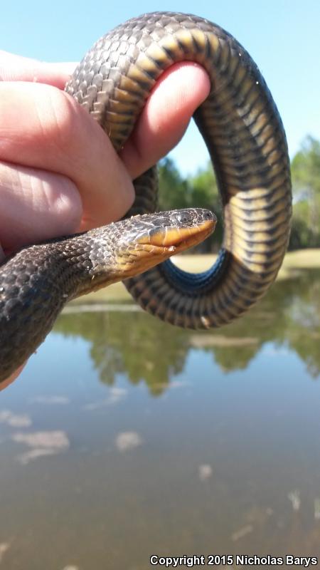 Gulf Crayfish Snake (Regina rigida sinicola)