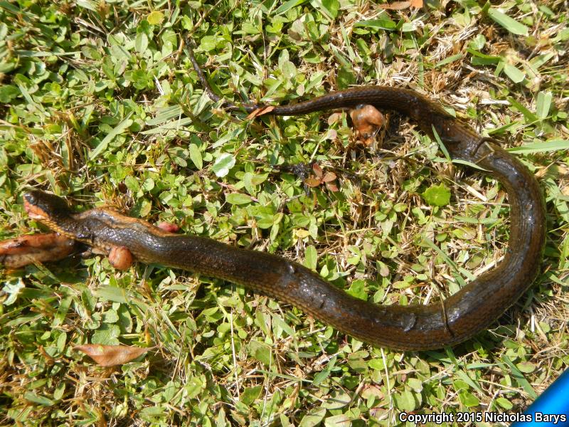 Gulf Crayfish Snake (Regina rigida sinicola)