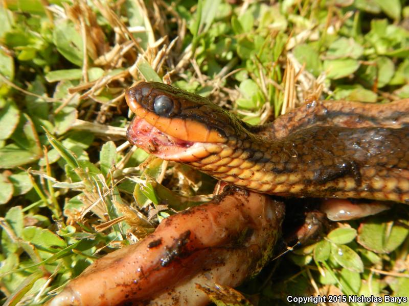 Gulf Crayfish Snake (Regina rigida sinicola)