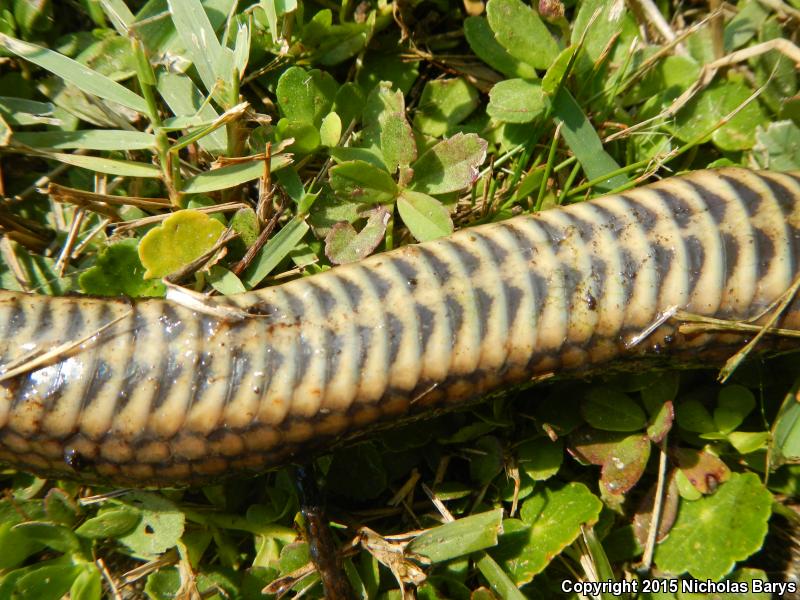 Gulf Crayfish Snake (Regina rigida sinicola)