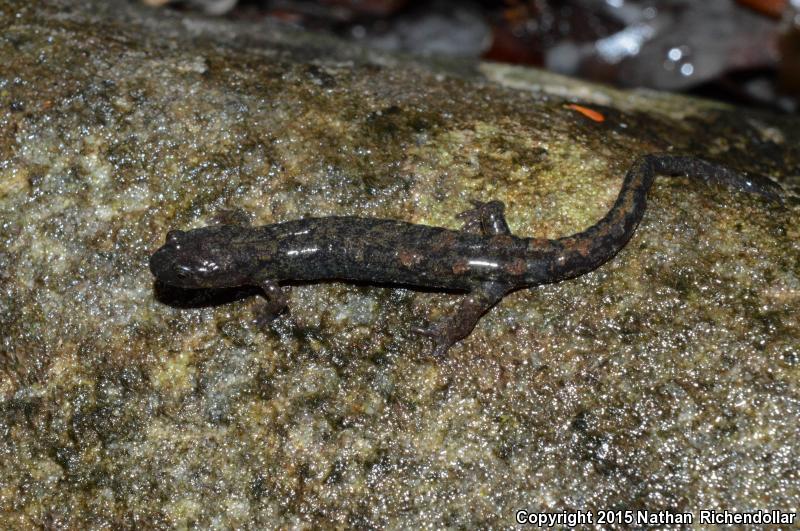 Cumberland Dusky Salamander (Desmognathus abditus)