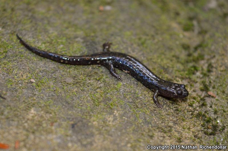 Cumberland Dusky Salamander (Desmognathus abditus)