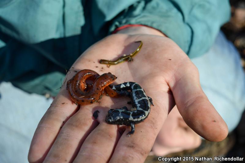 Midland Mud Salamander (Pseudotriton montanus diastictus)