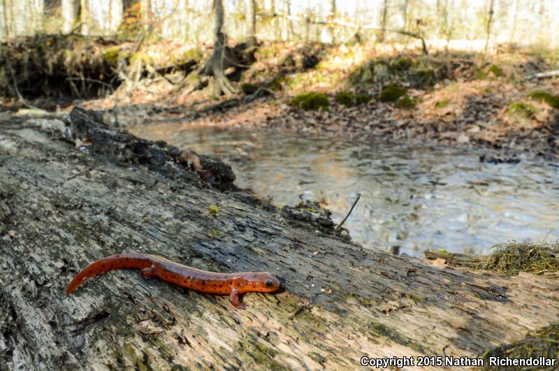 Midland Mud Salamander (Pseudotriton montanus diastictus)