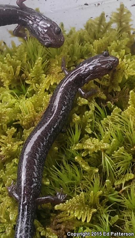 Valley And Ridge Salamander (Plethodon hoffmani)