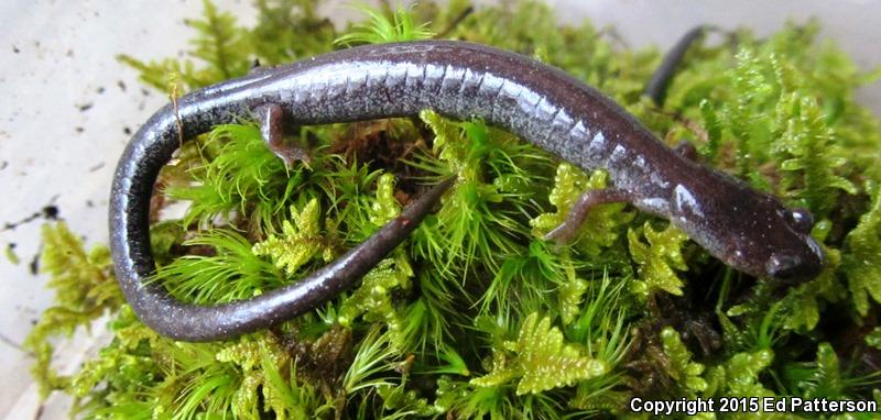 Valley And Ridge Salamander (Plethodon hoffmani)