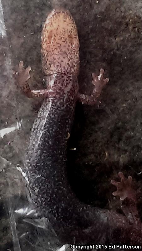 Valley And Ridge Salamander (Plethodon hoffmani)