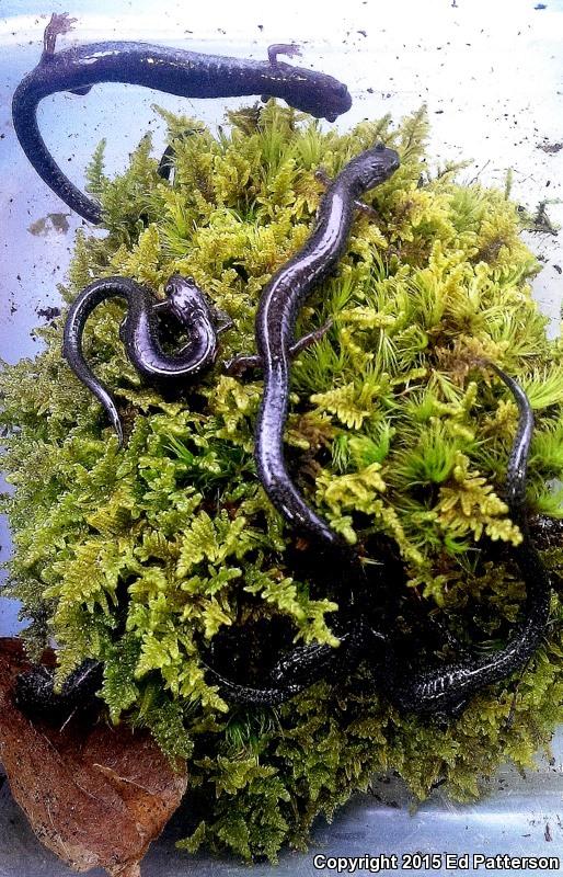 Valley And Ridge Salamander (Plethodon hoffmani)