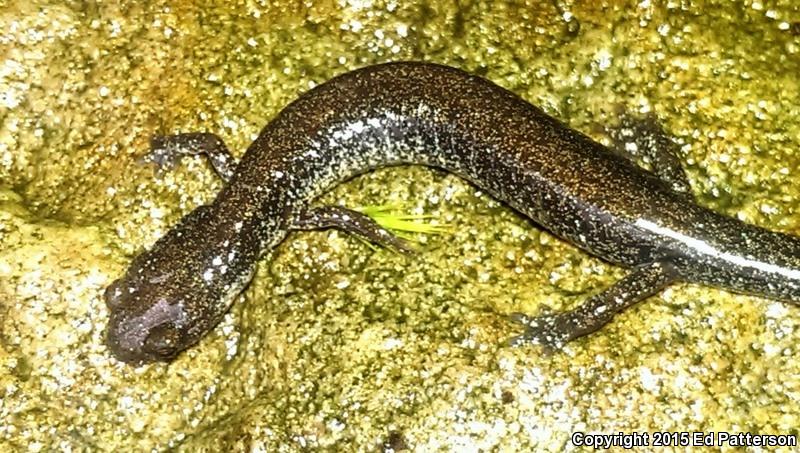 Valley And Ridge Salamander (Plethodon hoffmani)