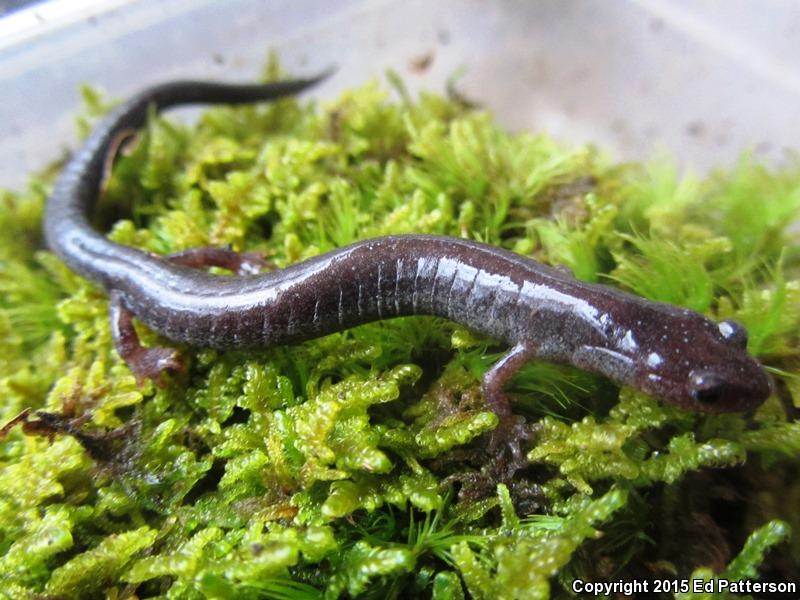 Valley And Ridge Salamander (Plethodon hoffmani)