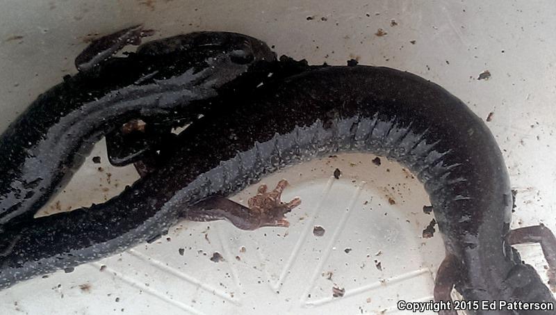 Valley And Ridge Salamander (Plethodon hoffmani)