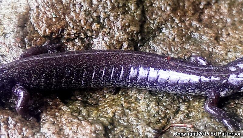 Valley And Ridge Salamander (Plethodon hoffmani)