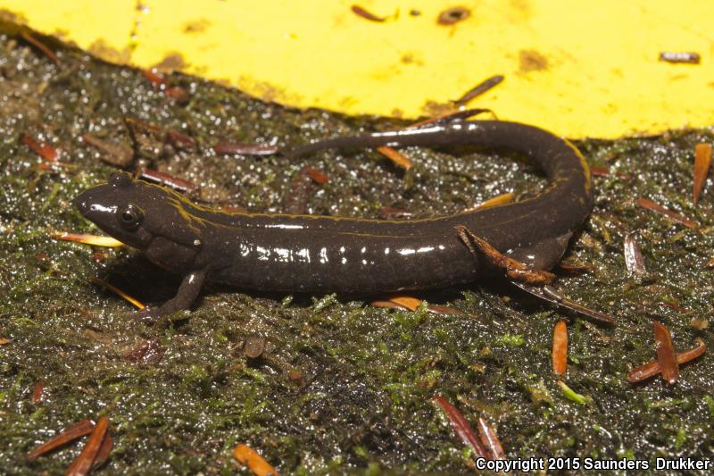 Cumberland Dusky Salamander (Desmognathus abditus)