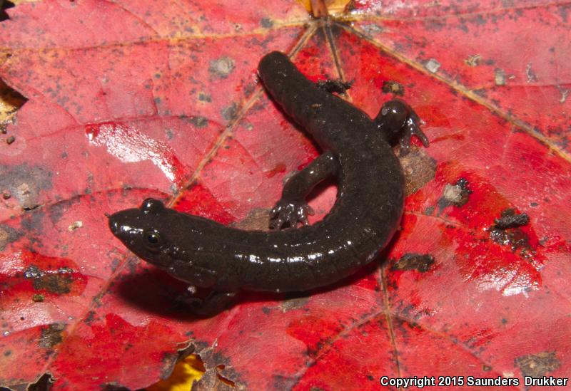 Cumberland Dusky Salamander (Desmognathus abditus)