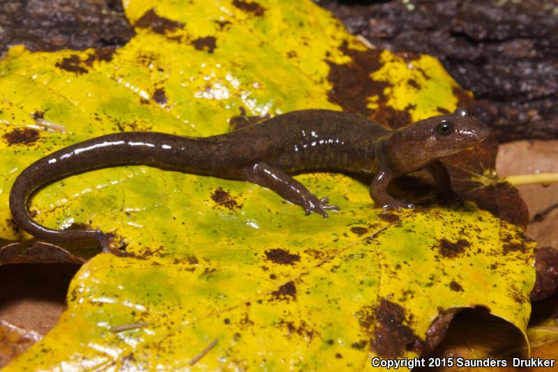 Cumberland Dusky Salamander (Desmognathus abditus)