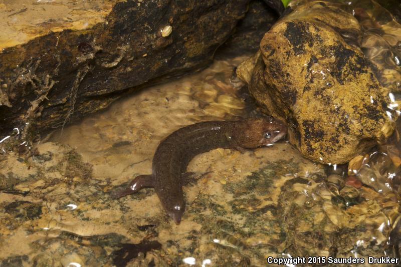 Cumberland Dusky Salamander (Desmognathus abditus)