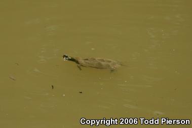 Northern Map Turtle (Graptemys geographica)