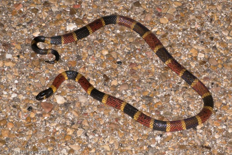 Texas Coralsnake (Micrurus tener tener)