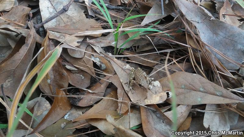 Squirrel Treefrog (Hyla squirella)