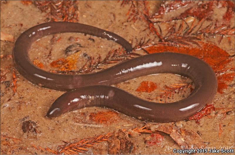 One-toed Amphiuma (Amphiuma pholeter)