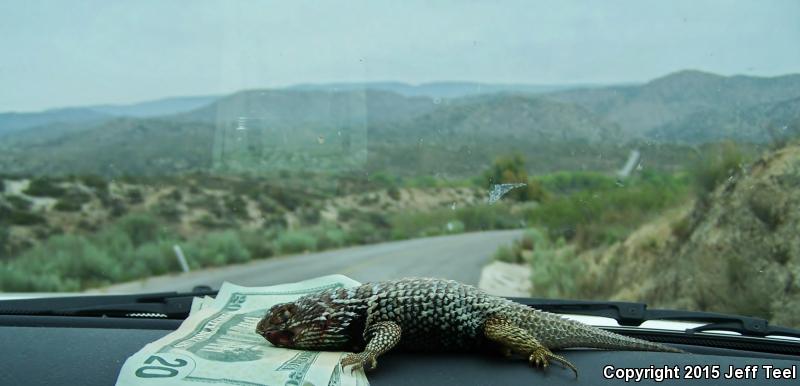 Red-backed Spiny Lizard (Sceloporus zosteromus rufidorsum)