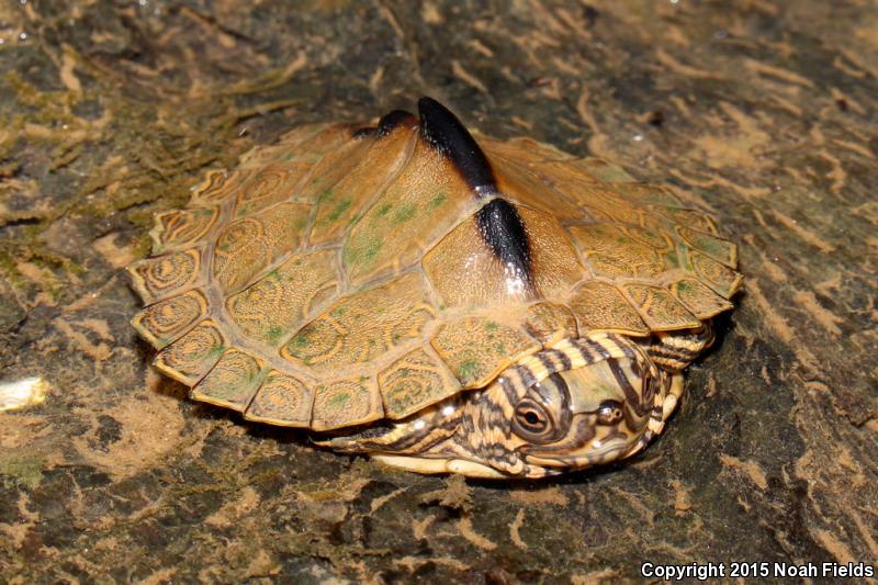 Alabama Map Turtle (Graptemys pulchra)
