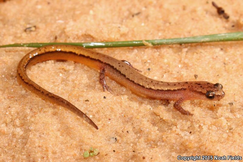 Chamberlain's Dwarf Salamander (Eurycea chamberlaini)