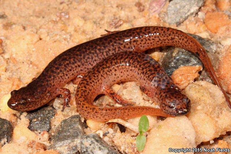 Southern Red Salamander (Pseudotriton ruber vioscai)