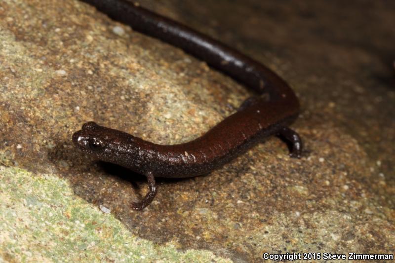 San Simeon Slender Salamander (Batrachoseps incognitus)