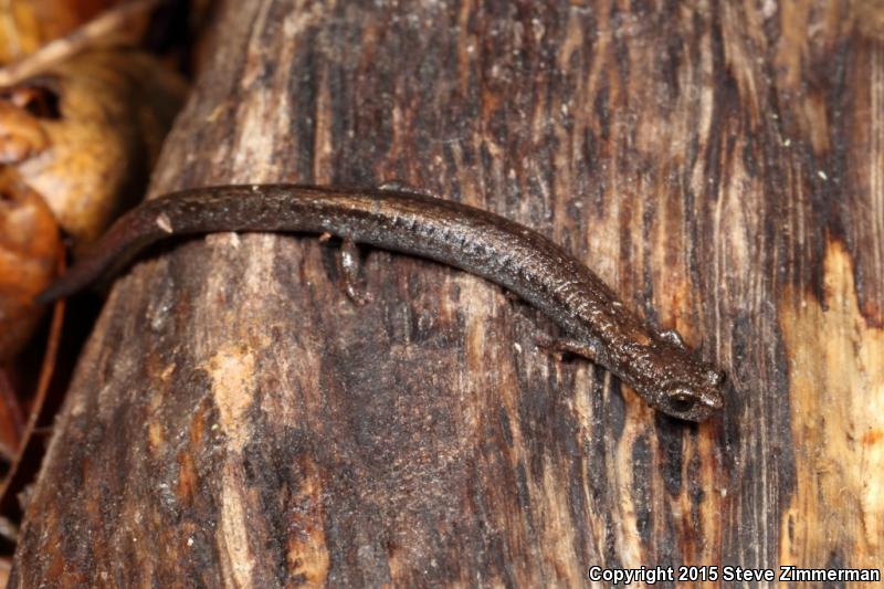 Lesser Slender Salamander (Batrachoseps minor)