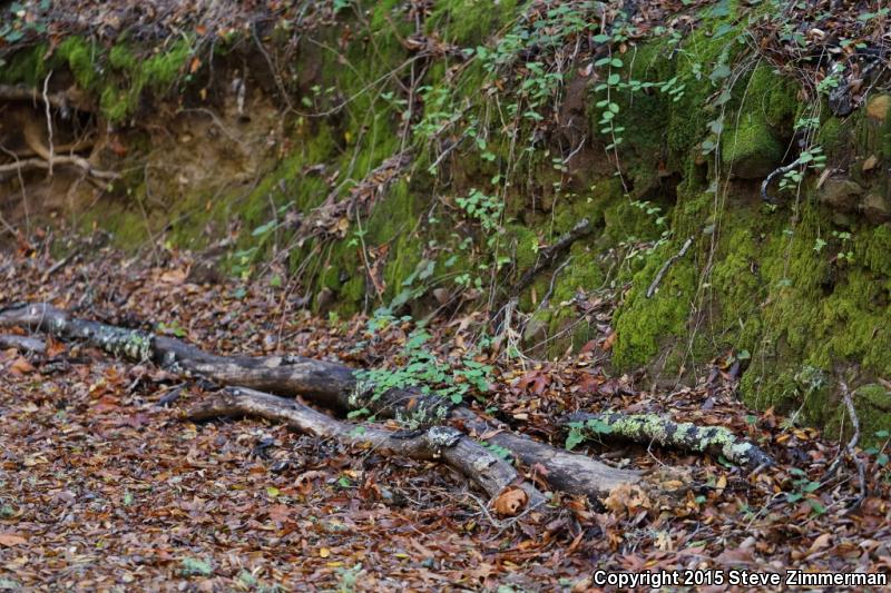 Lesser Slender Salamander (Batrachoseps minor)