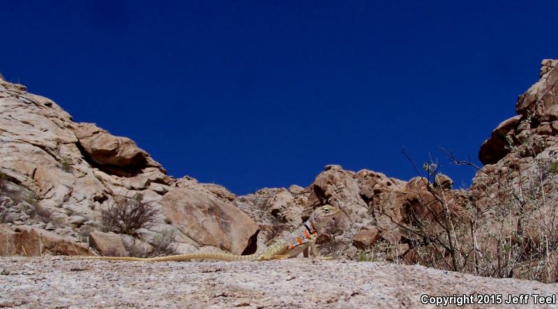 Sonoran Collared Lizard (Crotaphytus nebrius)