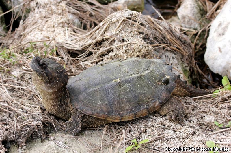 Florida Snapping Turtle (Chelydra serpentina osceola)