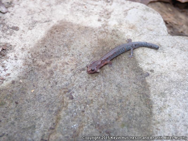 Southern Zigzag Salamander (Plethodon ventralis)