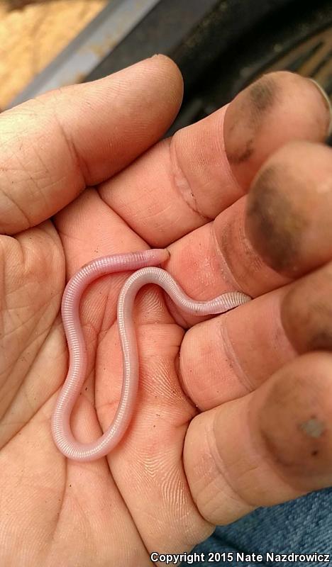 Florida Worm Lizard (Rhineura floridana)