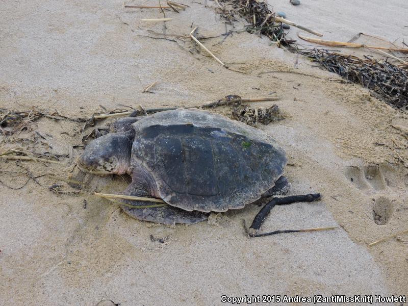 Kemp's Ridley Sea Turtle (Lepidochelys kempii)